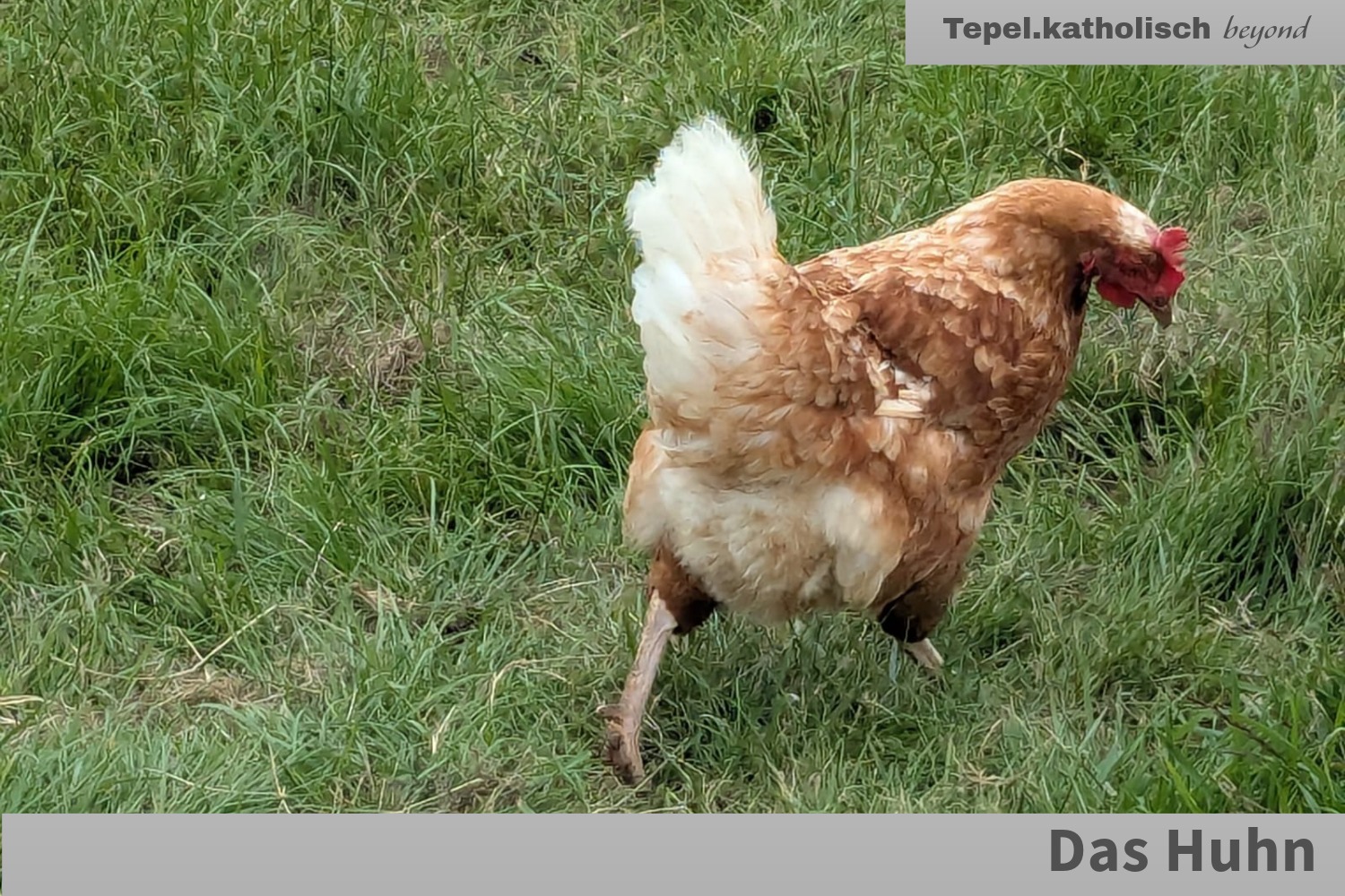Aufgefallen: Das Huhn